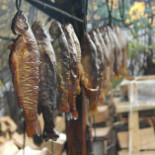 Pstrąg Ojcowski Boisson