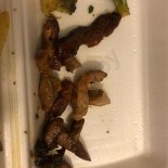 Pizzeria Alcatraz Bebida