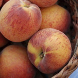 Alfredo Bistro Pizza Boisson