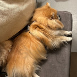 Checz Rybacka Boisson