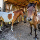 Palce Lizać Restauracja