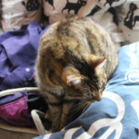 Pod Strzechą Boisson