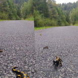Osrodek Szkoleniowo Wypoczynkowy- Wolosan, Cisna, Bieszczady Na zewnątrz