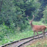 Osrodek Szkoleniowo Wypoczynkowy- Wolosan, Cisna, Bieszczady Na zewnątrz