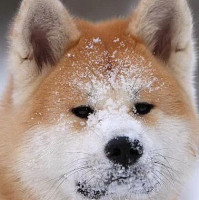 Animusz Cafe Boisson