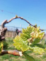 Kebab Marrakesh Boisson