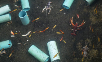 Amici Bistro Boisson