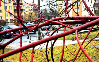 Pizzeria U Pitera Extérieur