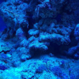 Platinum Budzyn Dentro