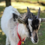 Zajazd Hubertus Boisson