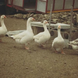 Green Stuff Extérieur