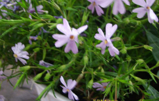 Łomnicka Chata Boisson