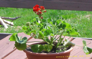 Łomnicka Chata Boisson