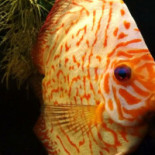 Texas Ryby I Pizza Bebida