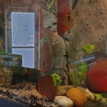 Texas Ryby I Pizza Bebida