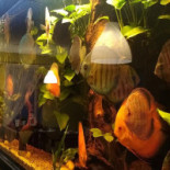 Texas Ryby I Pizza Bebida