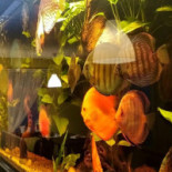 Texas Ryby I Pizza Bebida