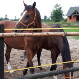 Folwark Konny Hermanów Na zewnątrz