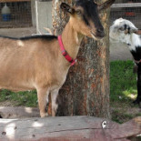 Farma Lama Tylicz Boisson