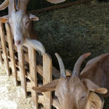 Farma Lama Tylicz Boisson