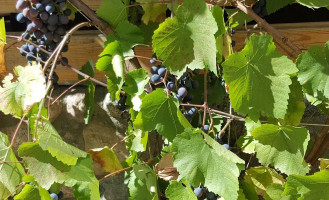 Kazimierski Zdrój Boisson