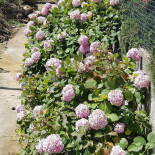 Yellow Catering Extérieur