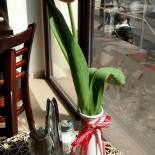 Green Parsley Boisson