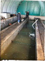 Pod Prosiakiem Extérieur