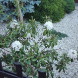 Oregano Pizza&panuozzo Extérieur