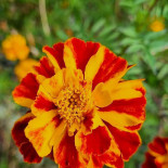 Sosnowy Dworek Bebida