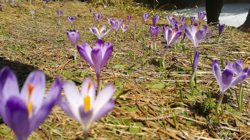 Karczma U Zapotocznego Minuman