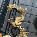 Tsunami Sushi Comida