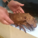 Tuna Fish, Świeże Ryby I Owoce Morza Napój
