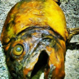 North Fish Dania