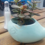 Smaczna Flądra Boisson