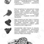 Iltin Sp Z Oo W Organizacji Menu