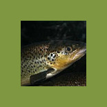 Gospodarstwo Rybackie Eko Pstrag Beskid Sp Z Oo Dania