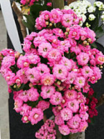 Alexand Andrzej Juszynski Comida