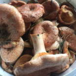 Willa Kapitańska Nourriture