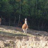Gospoda Harenda Dania