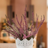 Tuberoza À l'intérieur