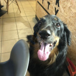 Wilk Syty Nourriture