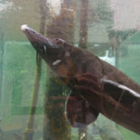 Ryby Lubie À l'intérieur