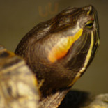 Pizzeria Torttuga Dentro