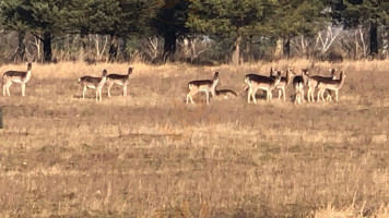 Oskoma Trzaskowo Dentro