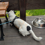 Malinowy Bzyk Nourriture