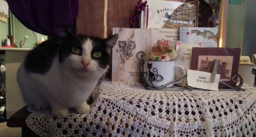 Herbaciarnia Kocie Oczy Comida