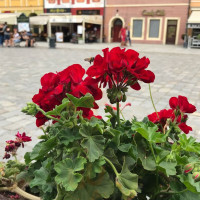 Kantor Ice Cafe Comida