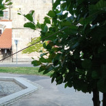 Pod Czarnym Krukiem Dania