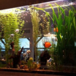 Smazalnia Ryb Comida